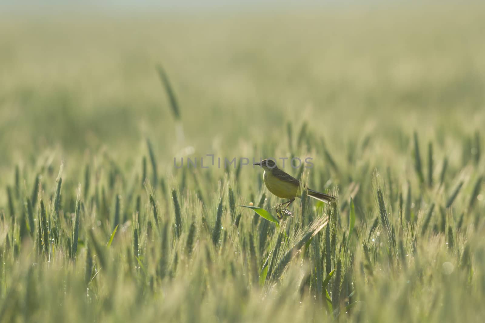 agricultural field, nature and agriculture farming series
