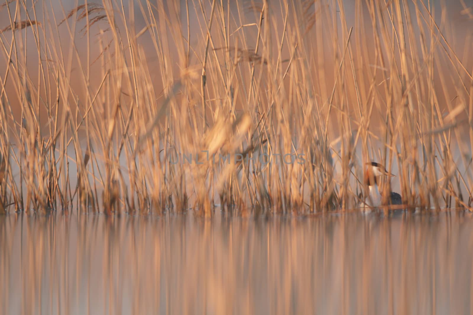 wild bird in natural habitat, nature series