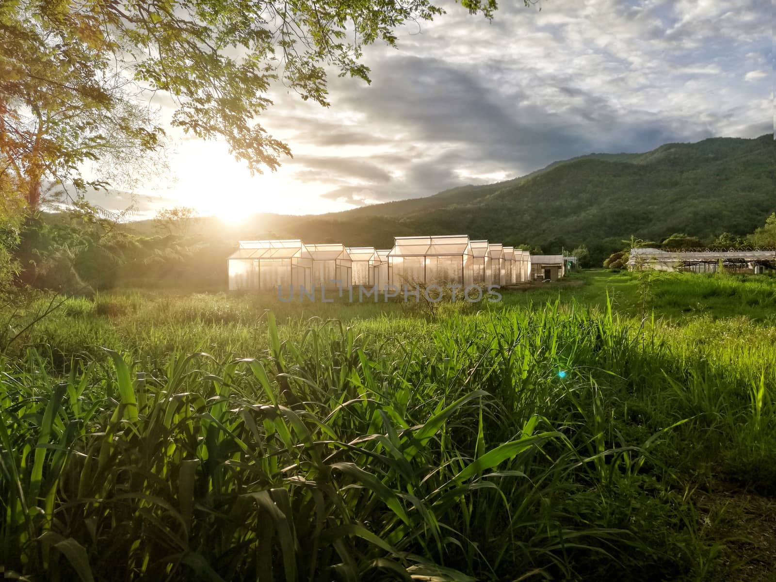 Plant nursery of organic vegetable surrounded by nature and trees with sunlight of the evening. hdr process