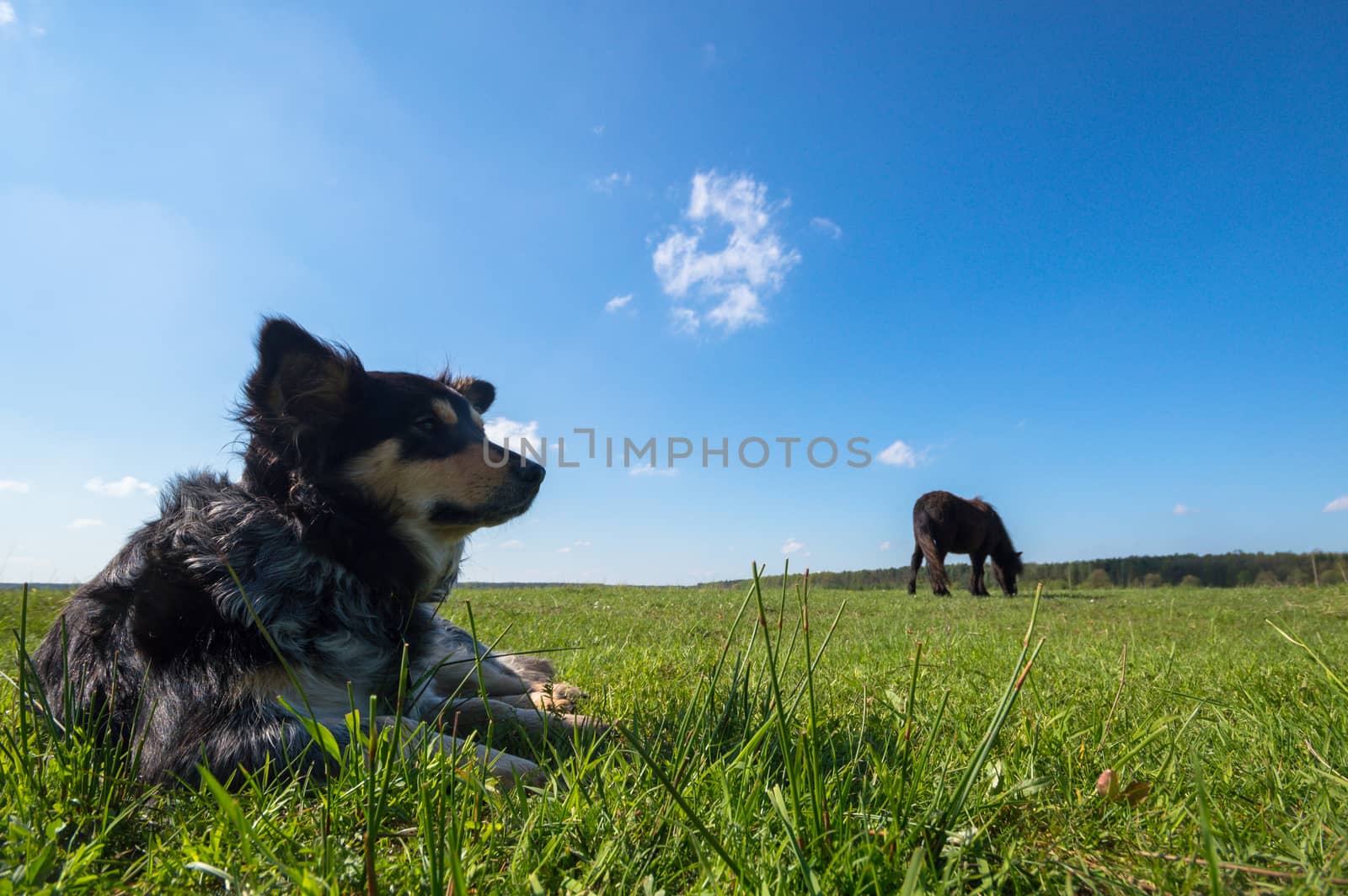 funny dog in sunny day, animals series