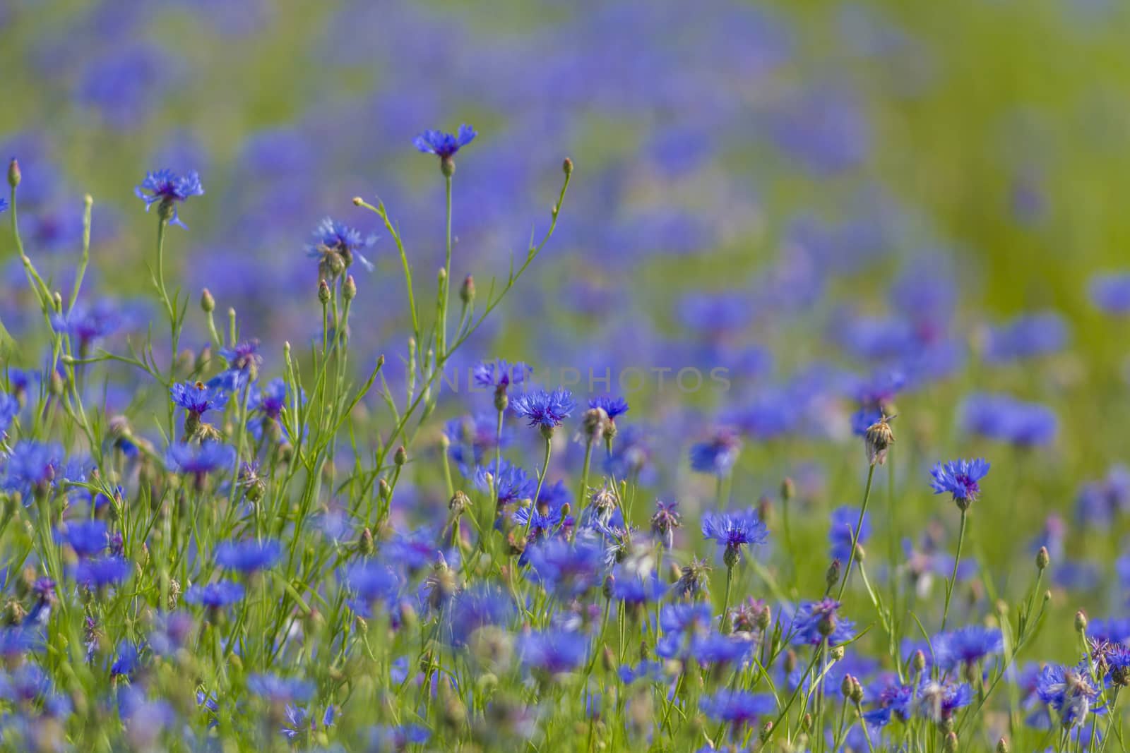 flowers as a colorful background, macro photo, nature series