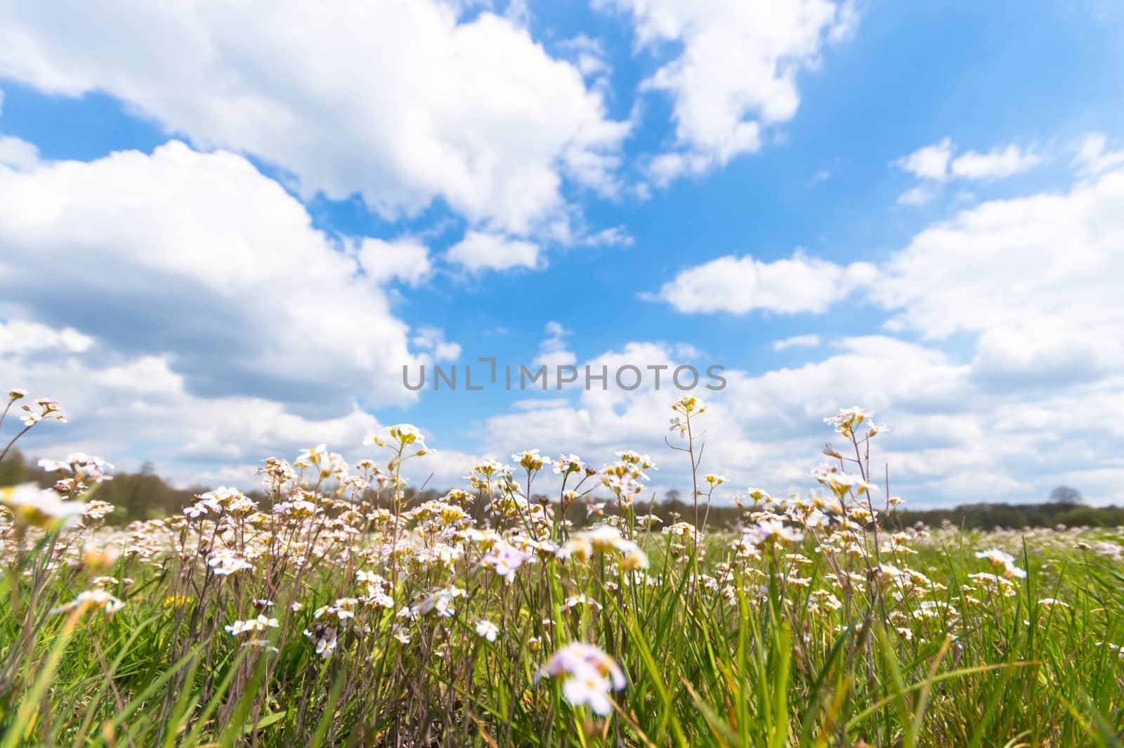 flowers as a colorful background, macro photo, nature series