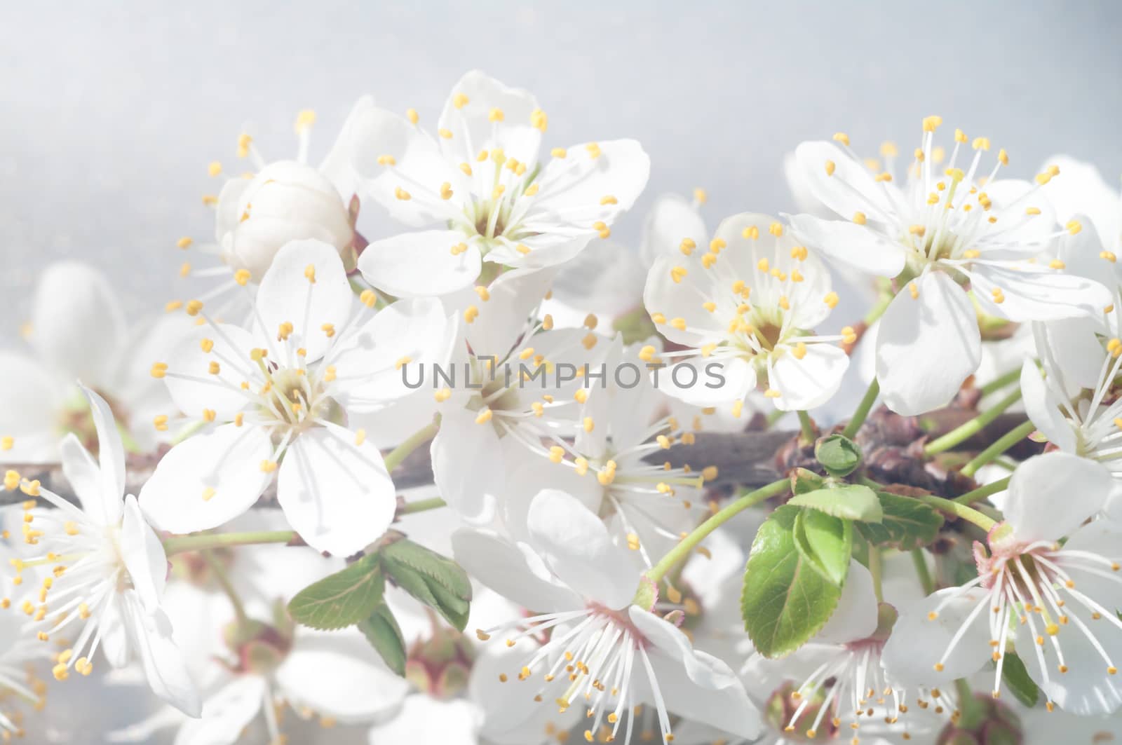flowers as a colorful background, macro photo, nature series