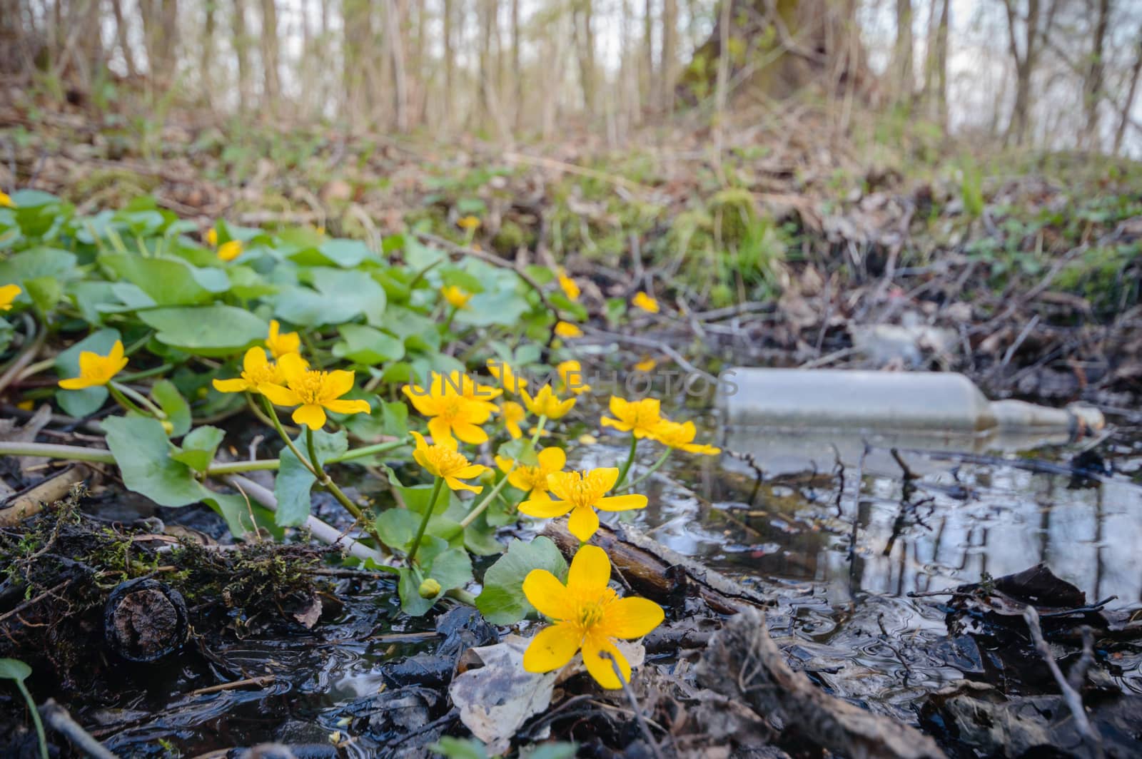 flowers as a colorful background, garbage, pollution, environment, nature series