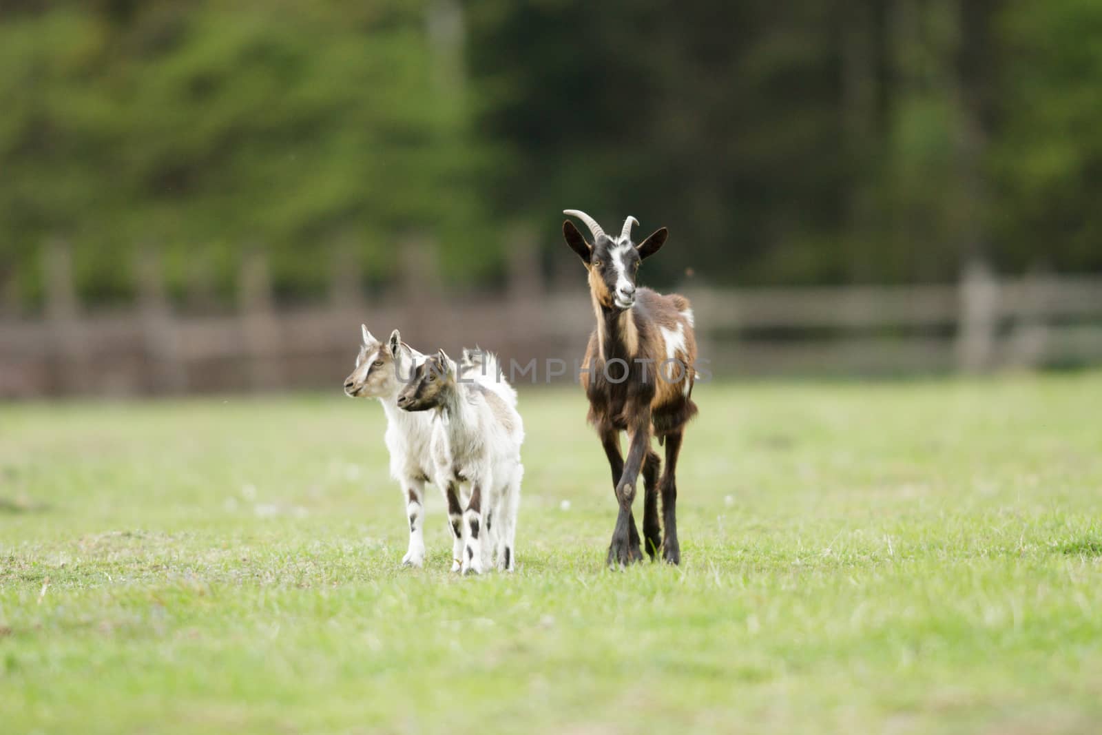 goat on summer pasture, nature series