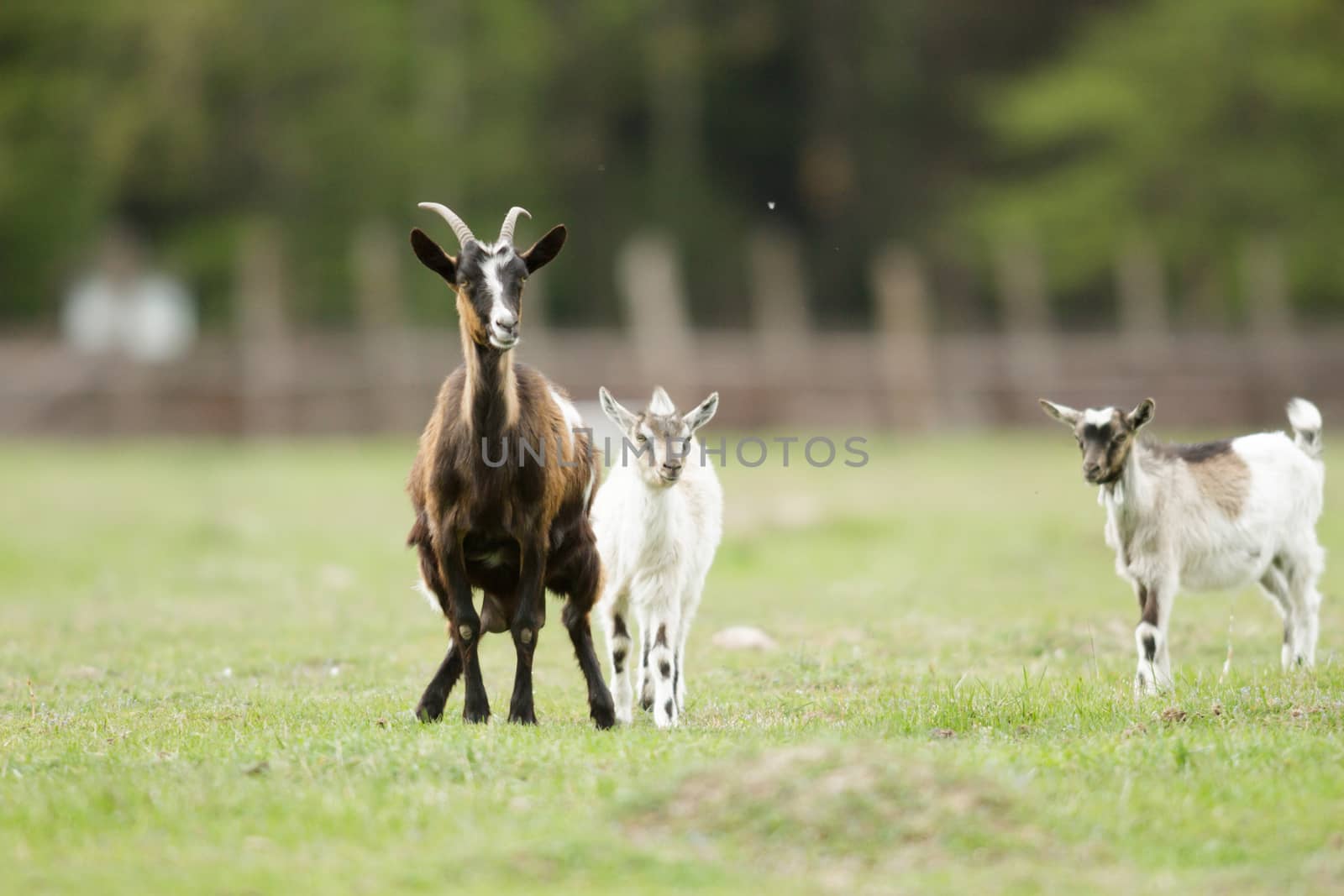 goat on summer pasture, nature series