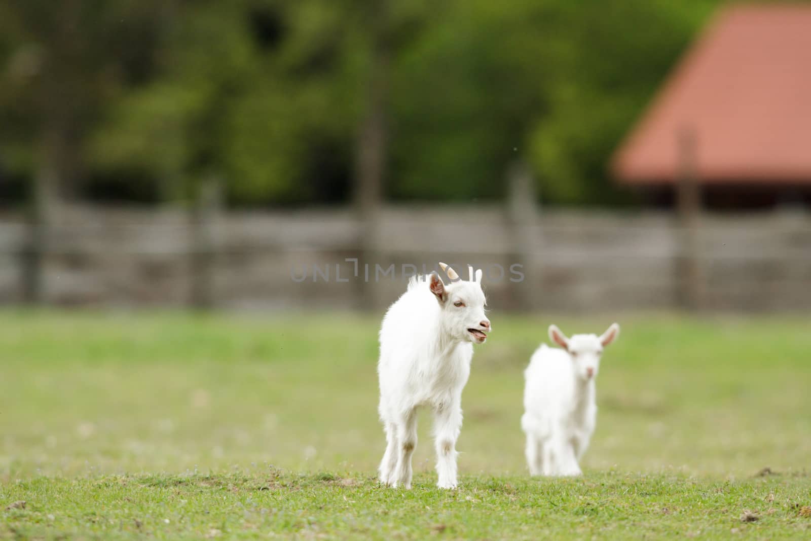 goat on summer pasture, nature series