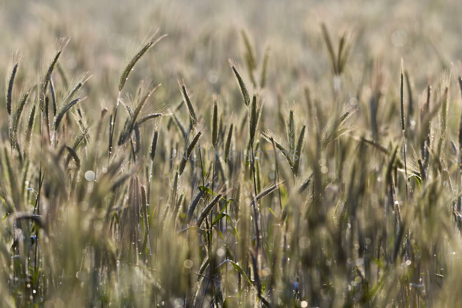 green spring grains, close up of yellow wheat ears on the field