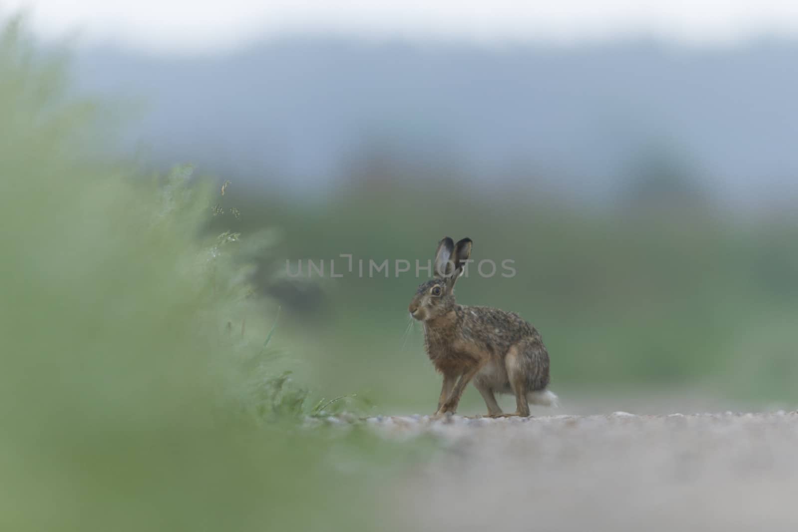 cute grey hare standing on the grass, nature series