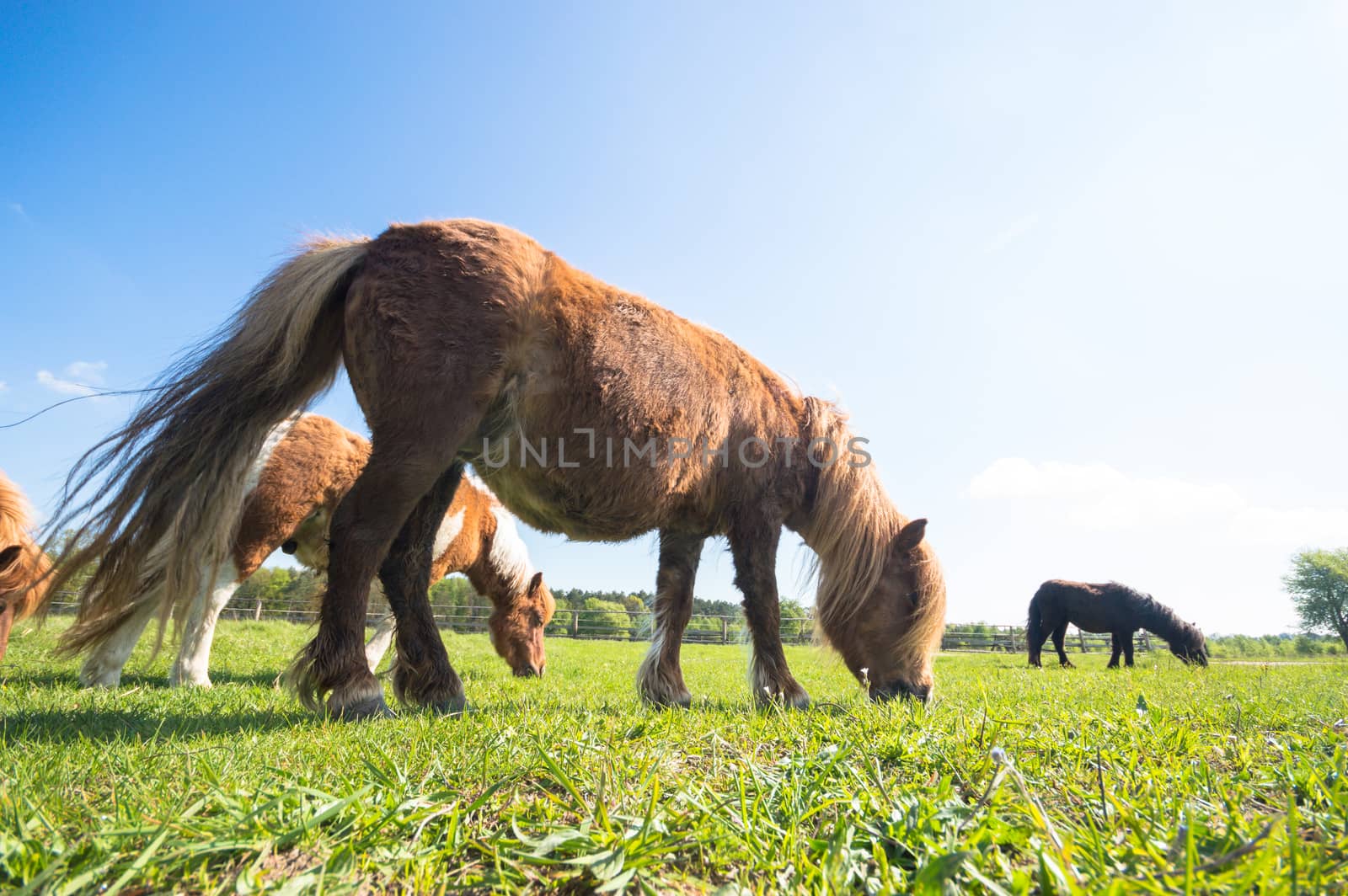 horse in a field, farm animals, nature series