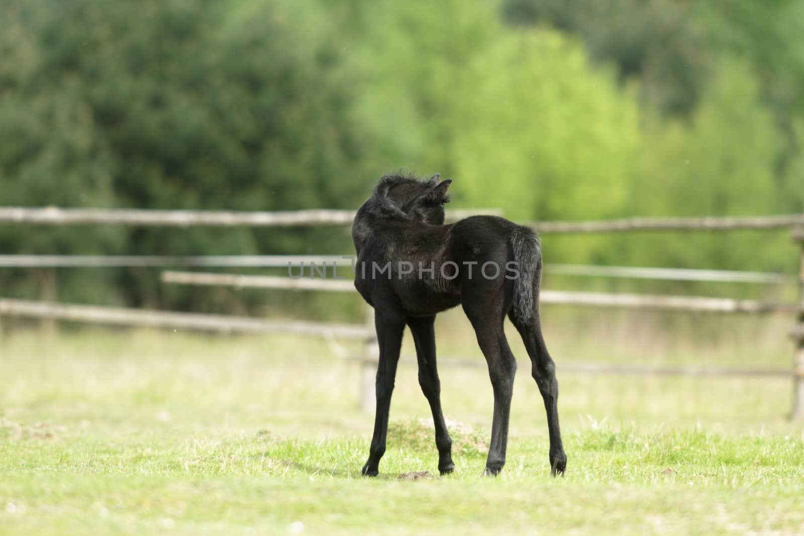 horse in a field, farm animals, nature series