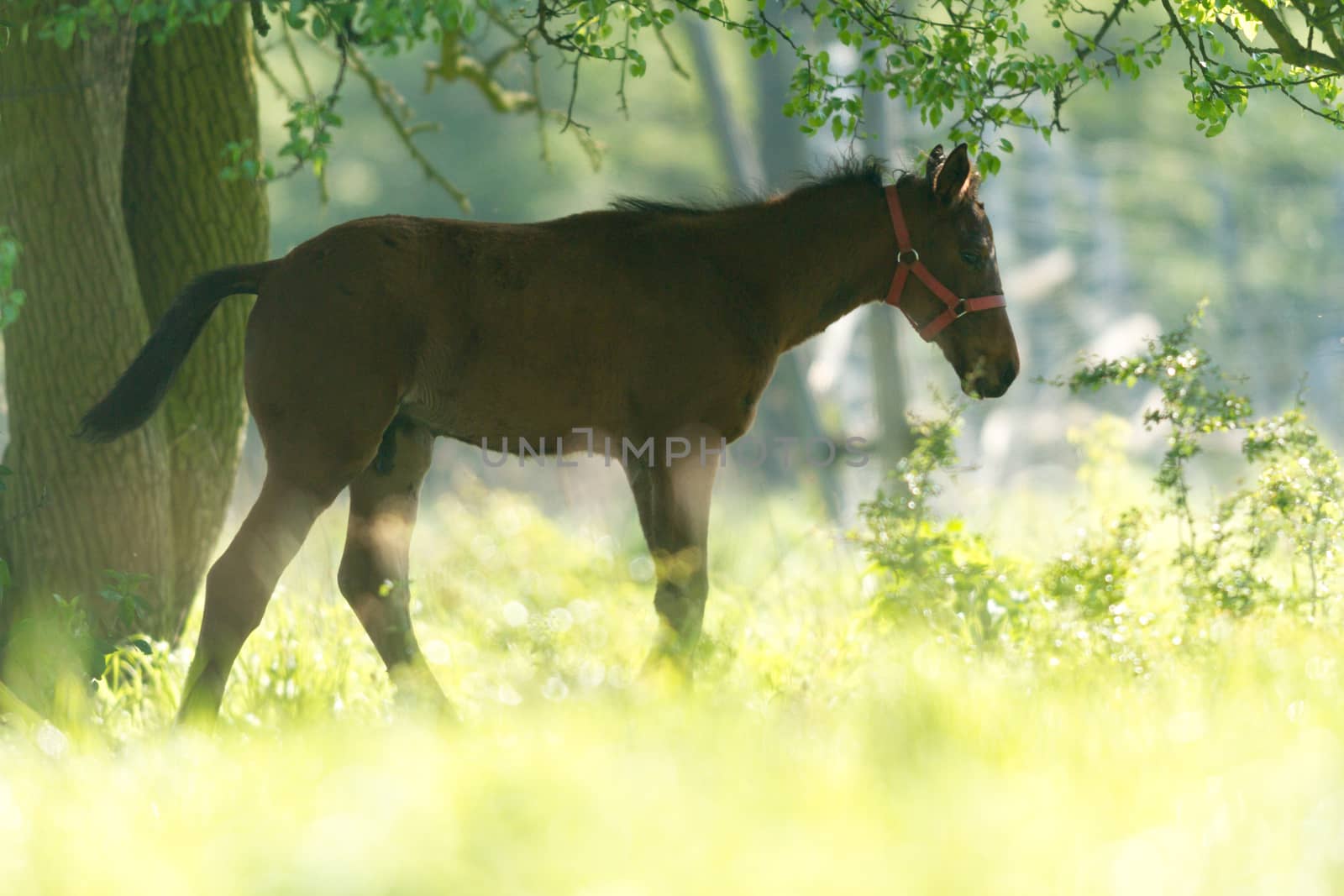 horse in a field, farm animals, nature series