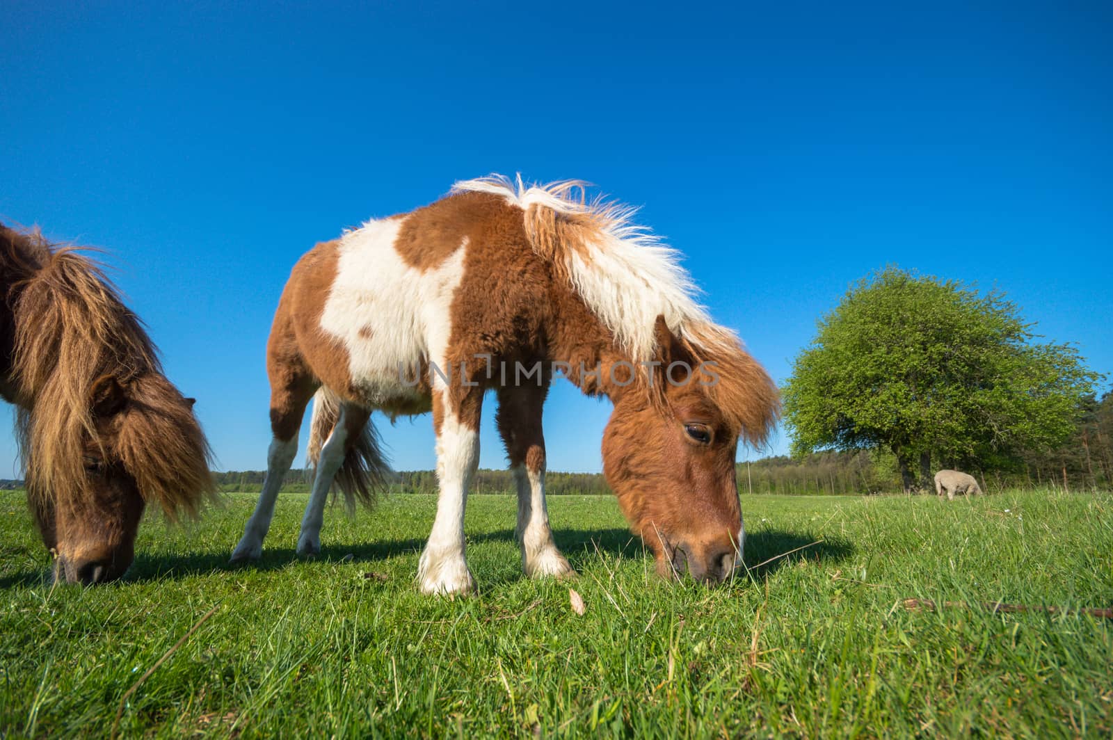horse in a field, farm animals, nature series