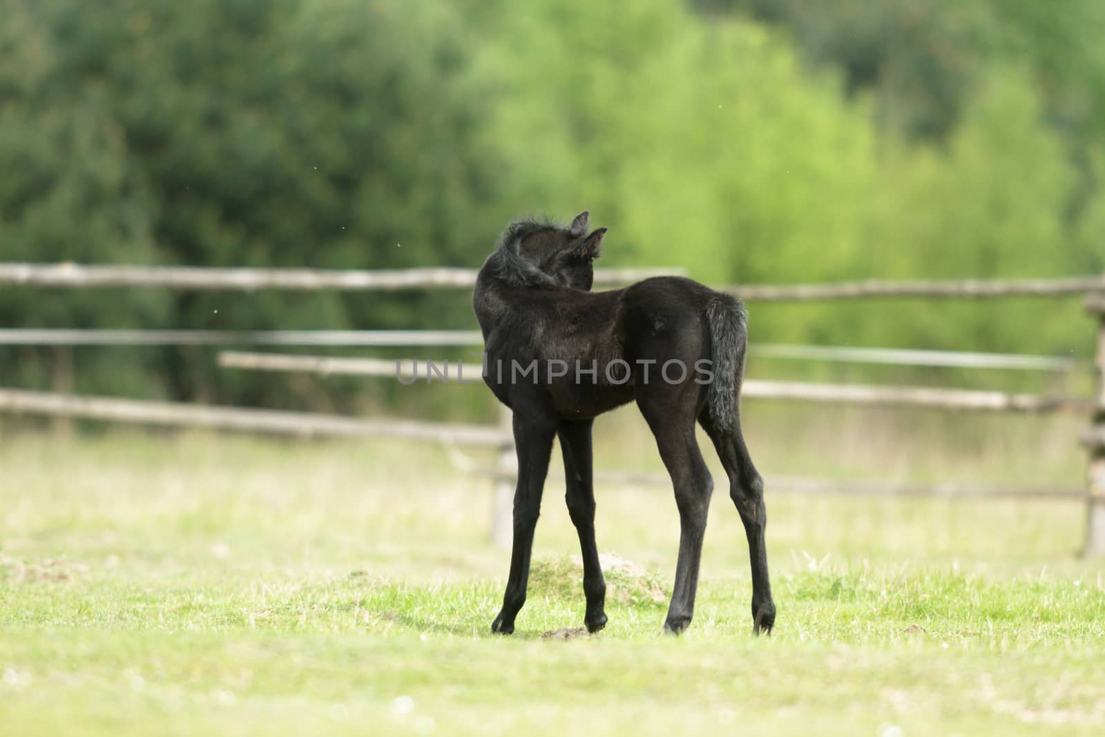 horse in a field, farm animals, nature series