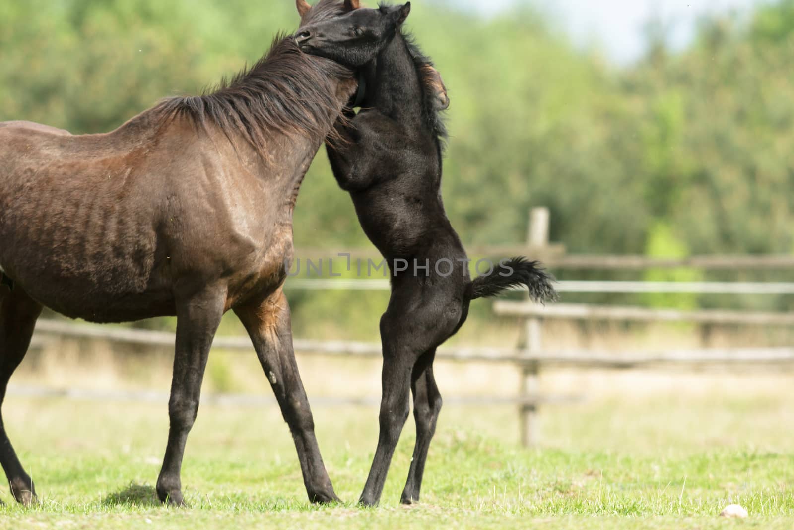 horse in a field, farm animals, nature series