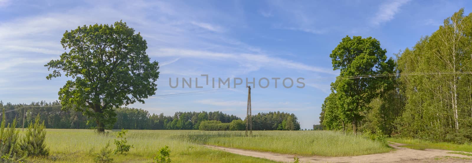 natural green colorful rural meadow, nature series