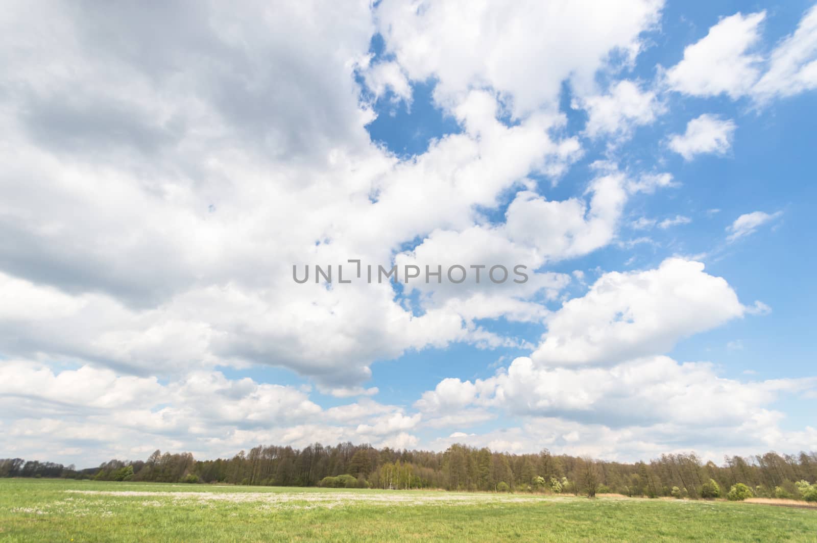natural green colorful rural meadow, nature series