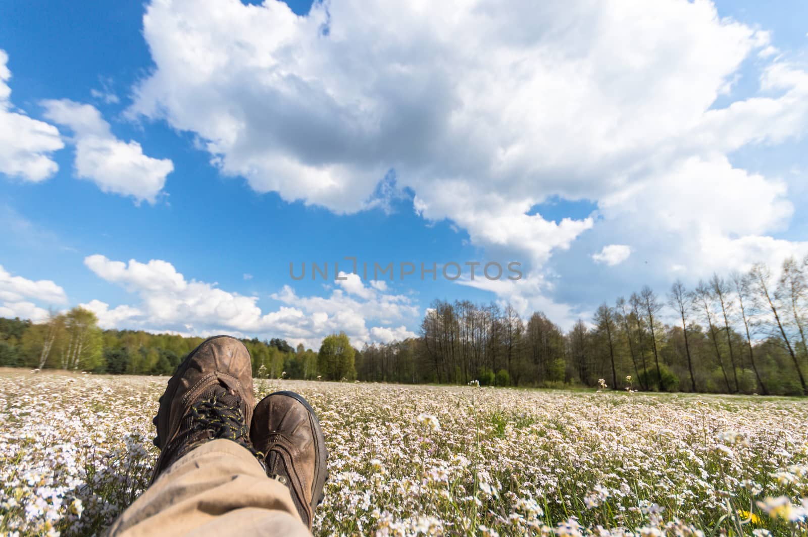 natural green colorful rural meadow, nature series