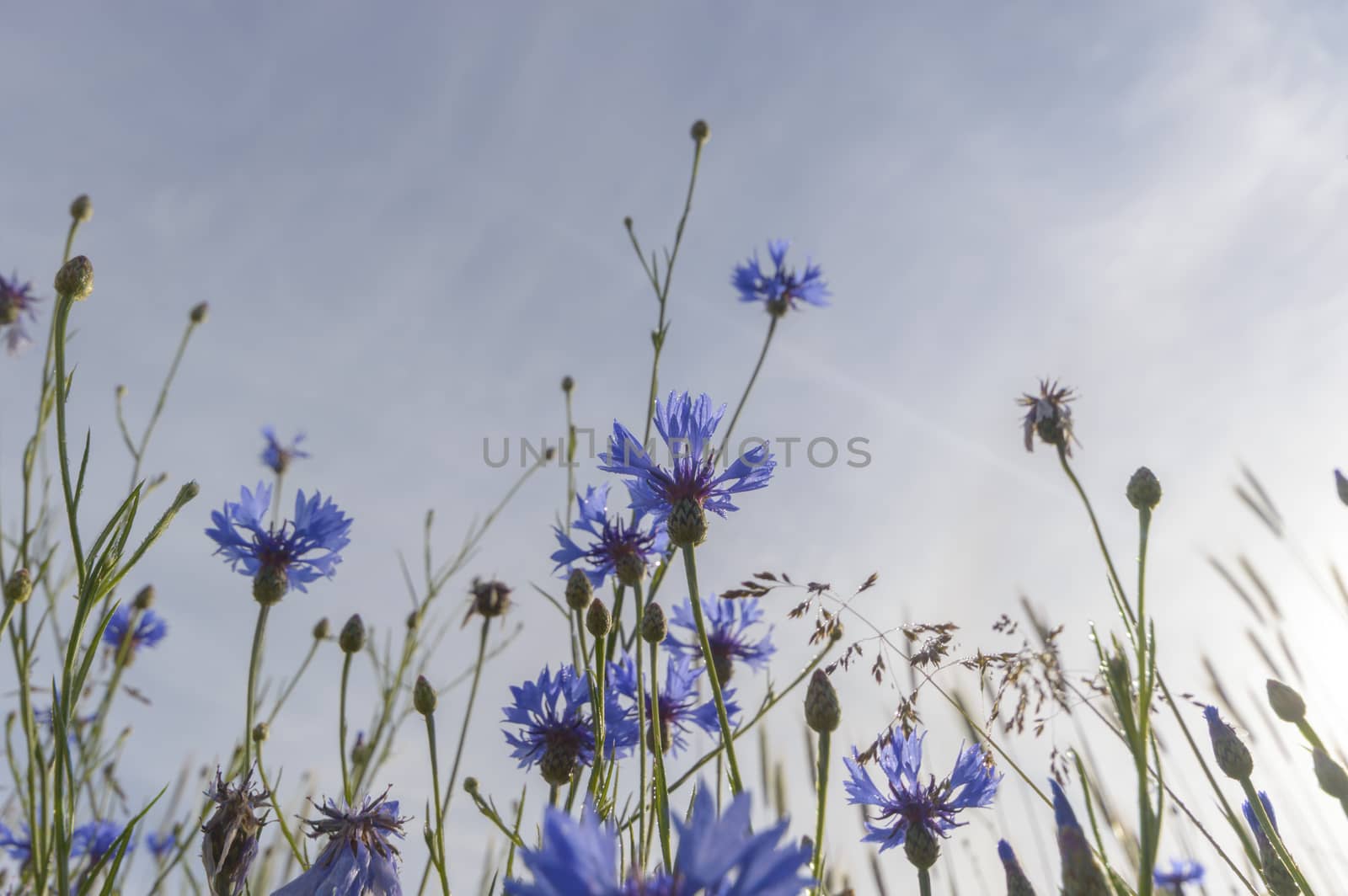 natural green colorful rural meadow, nature series