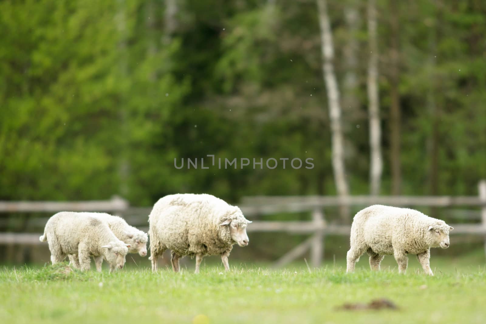 sheep on grass with blue sky, some looking at the camera