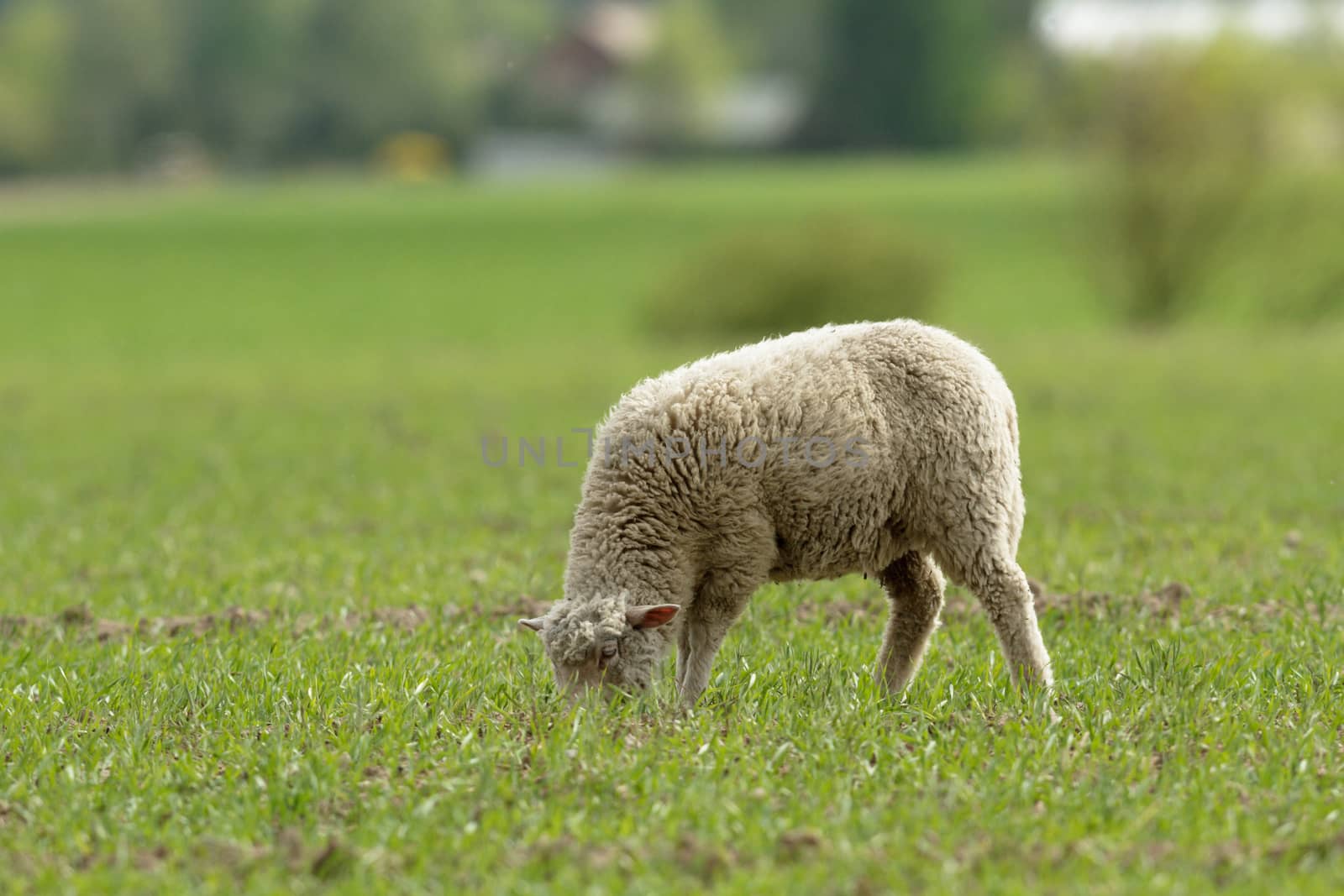 sheep on grass with blue sky, some looking at the camera