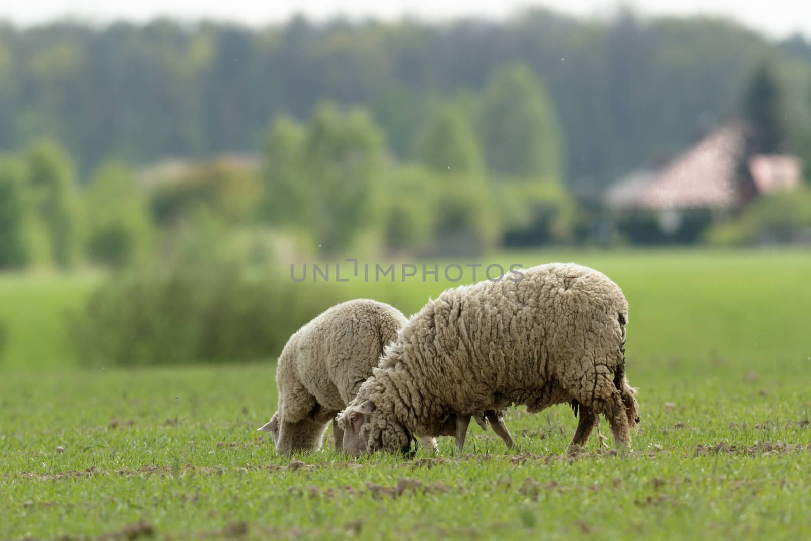 sheep on grass with blue sky, some looking at the camera