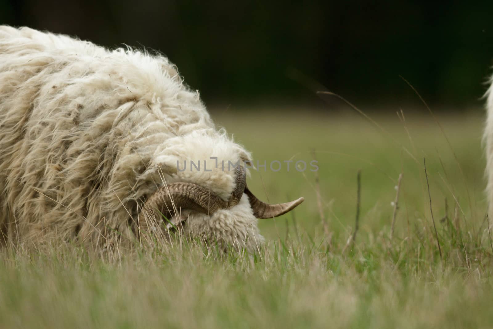 sheep on grass with blue sky, some looking at the camera