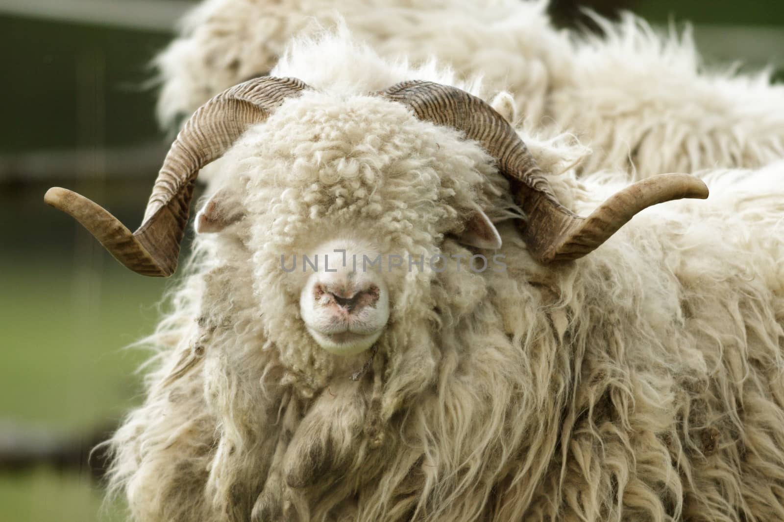 sheep on grass with blue sky, some looking at the camera