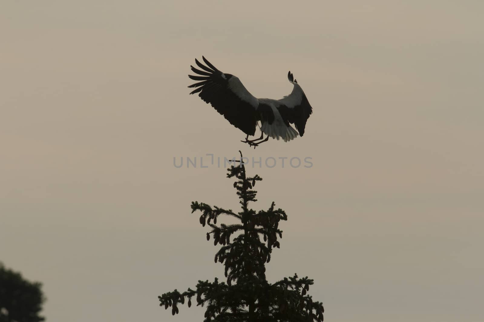 storks on green grass in sunny day, nature series