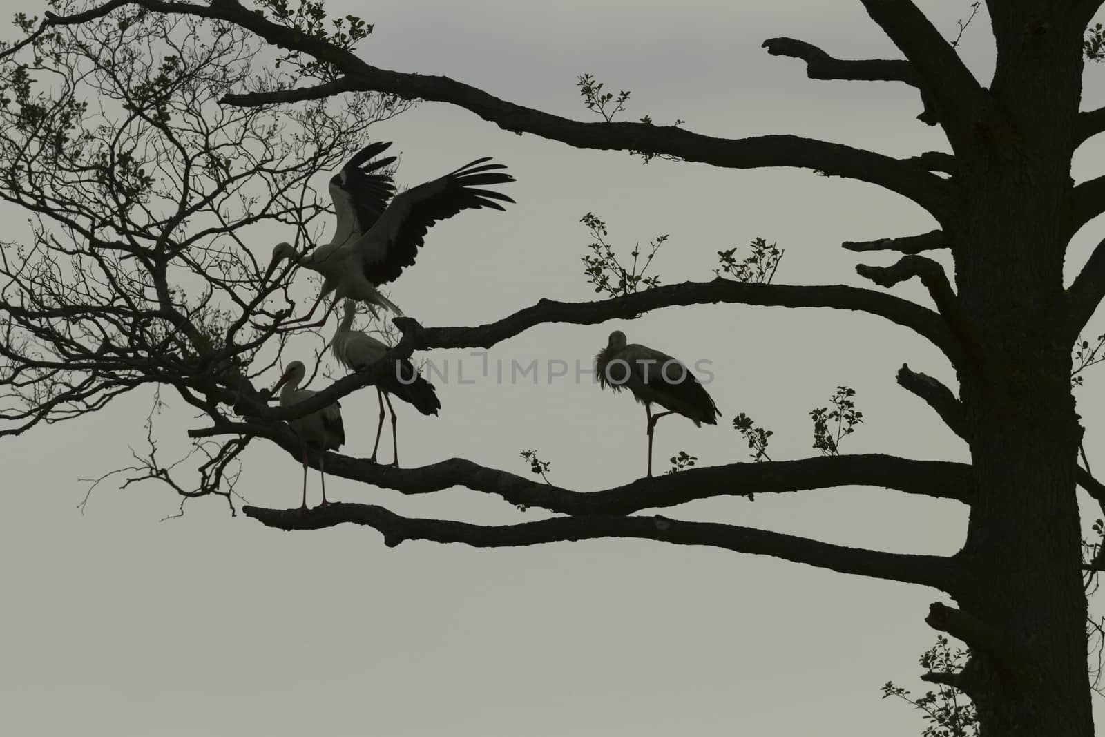 storks on green grass in sunny day, nature series