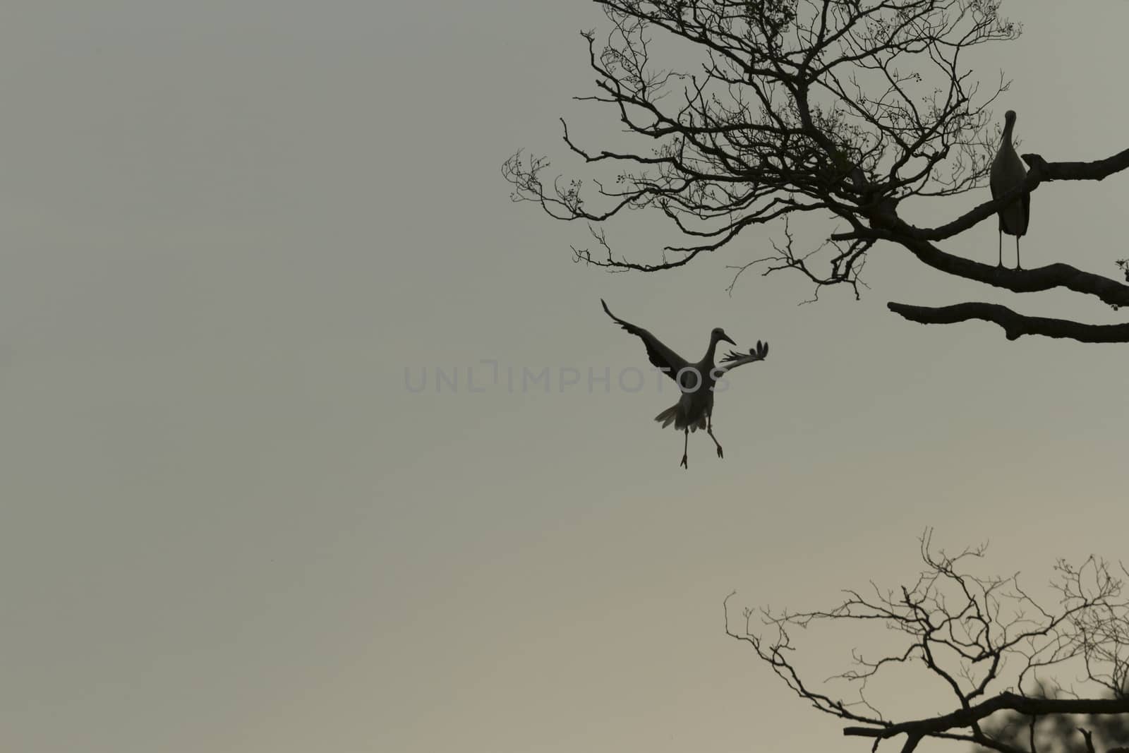 storks on green grass in sunny day, nature series