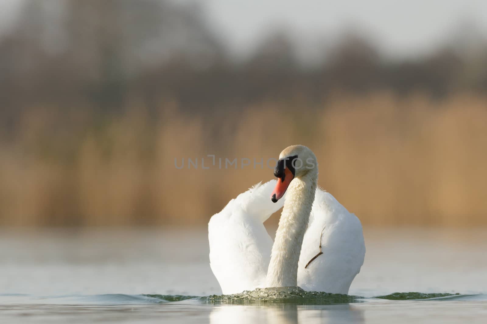 swan on blue lake in sunny day, swans on pond, nature series