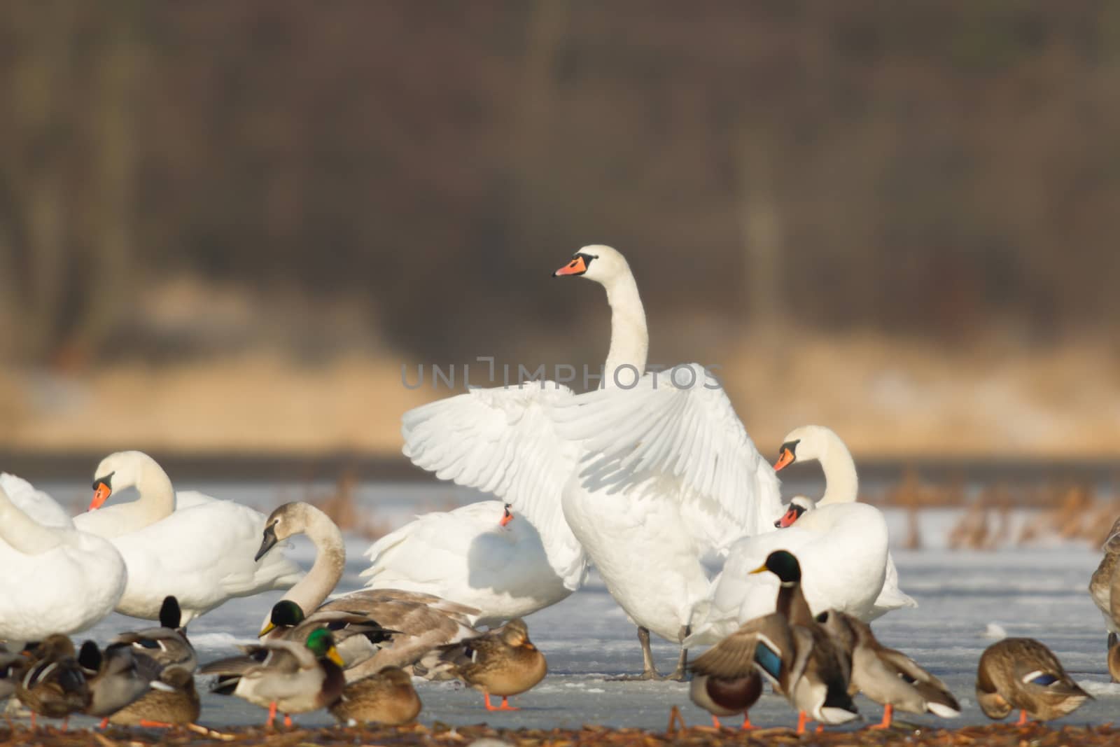 swan on blue lake water in sunny day, swans on pond, nature series