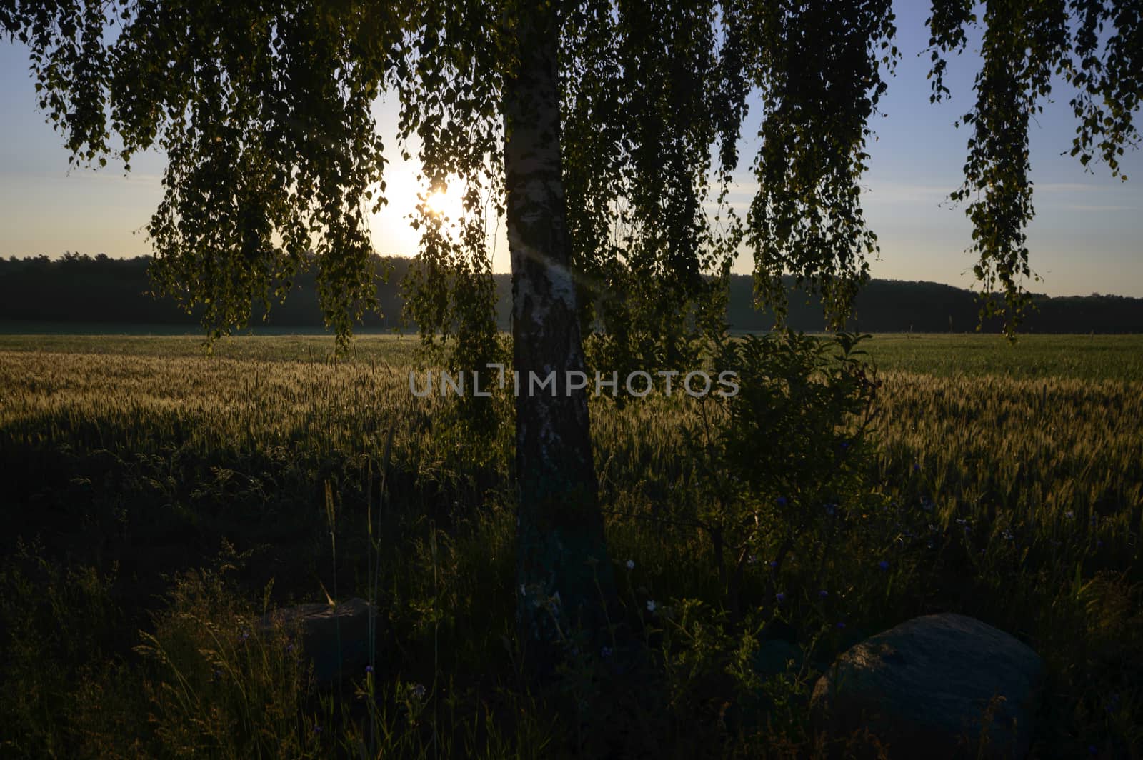 old big tree on color background with blue sky, nature series