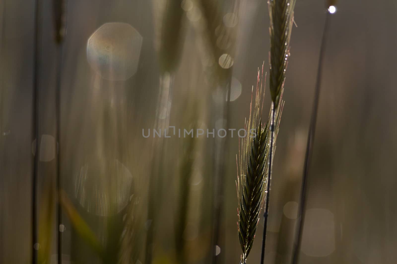 green spring grains, close up of yellow wheat ears on the field