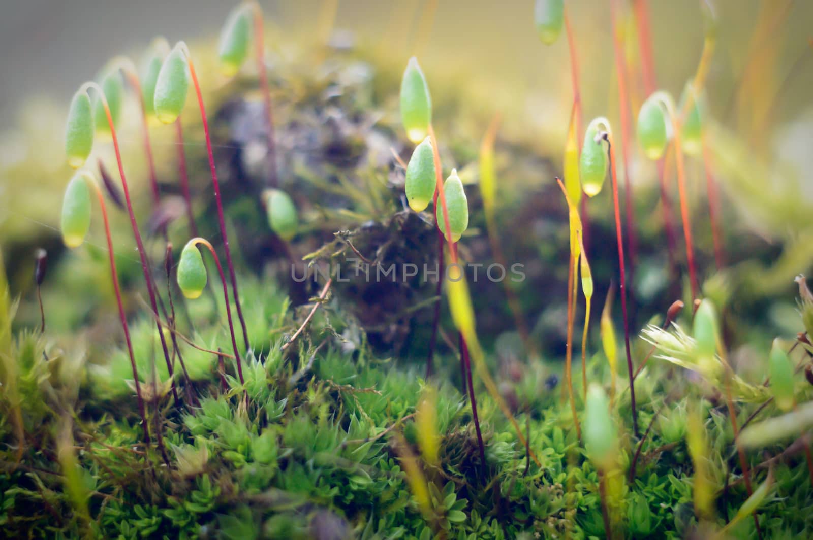 plants for natural background, nature series