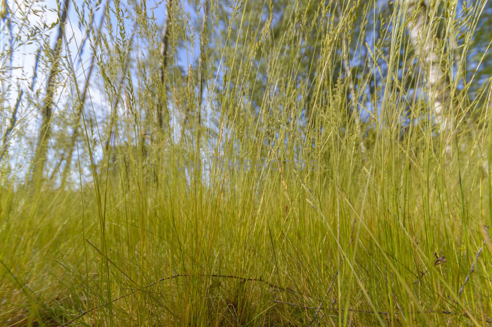 plants for natural background, nature series