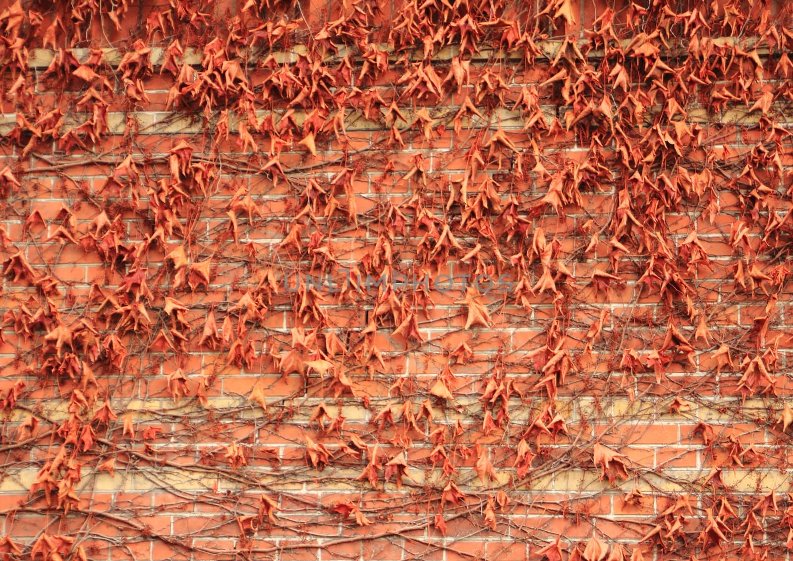 Old brick wall with dry red ivy leaves