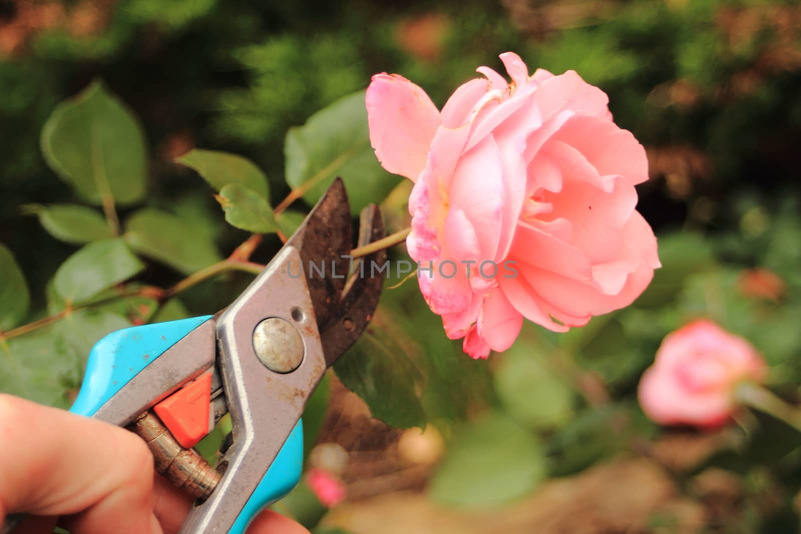 Cutting of an old pink rose with a secateur