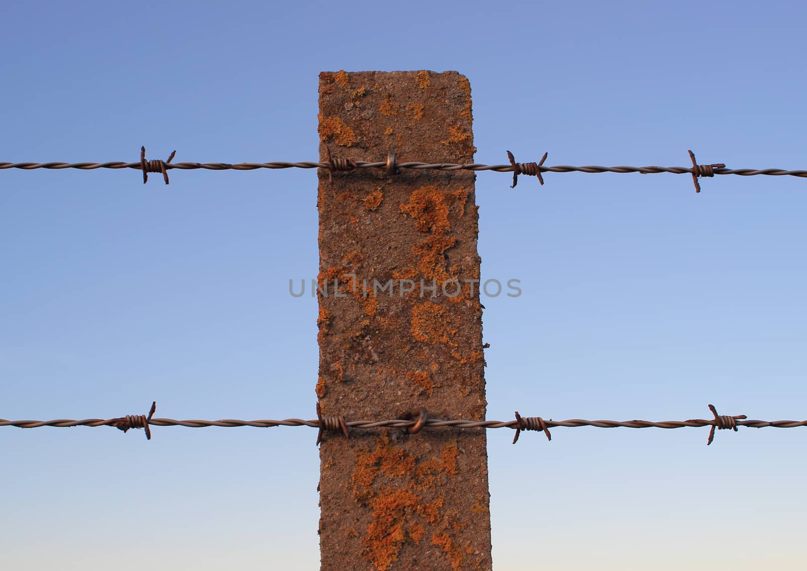 Isolated barbed wire on an old cement pole with alga