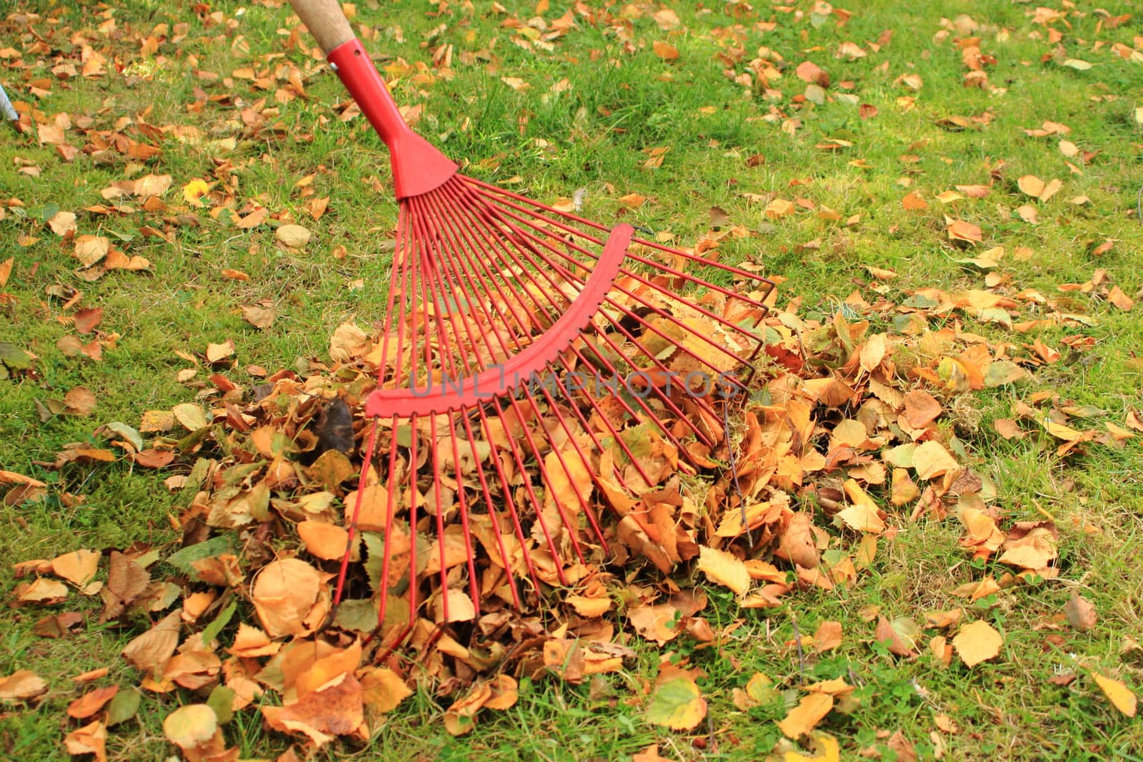 Raking leaves from the autumn garden