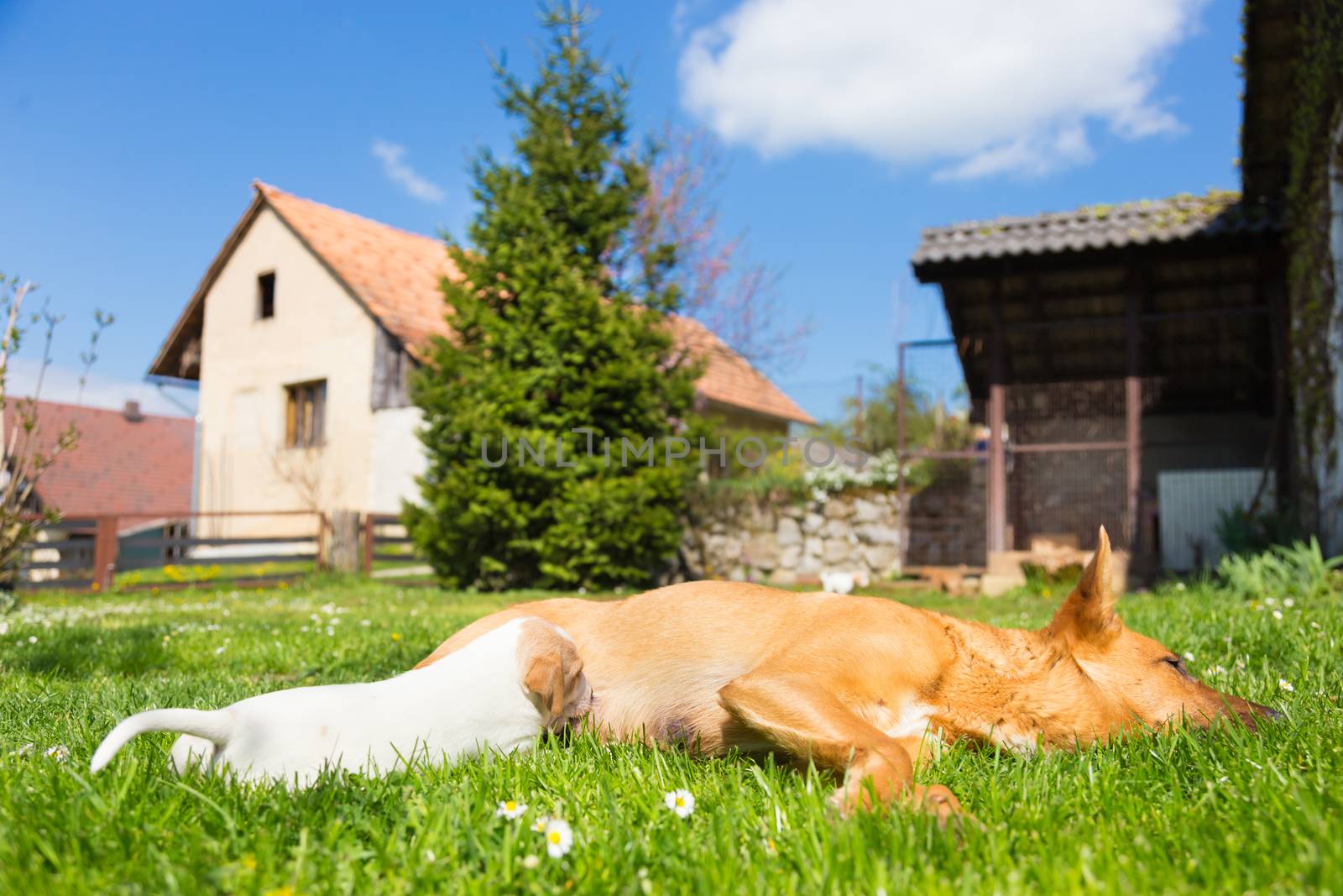 Mixed-breed bitch breast feeding her cute little puppies outdoors on a meadow on a sunny spring day.