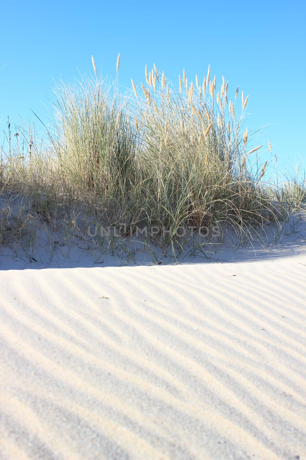 Sand dune and wild leymus plant at  beach by HoleInTheBox