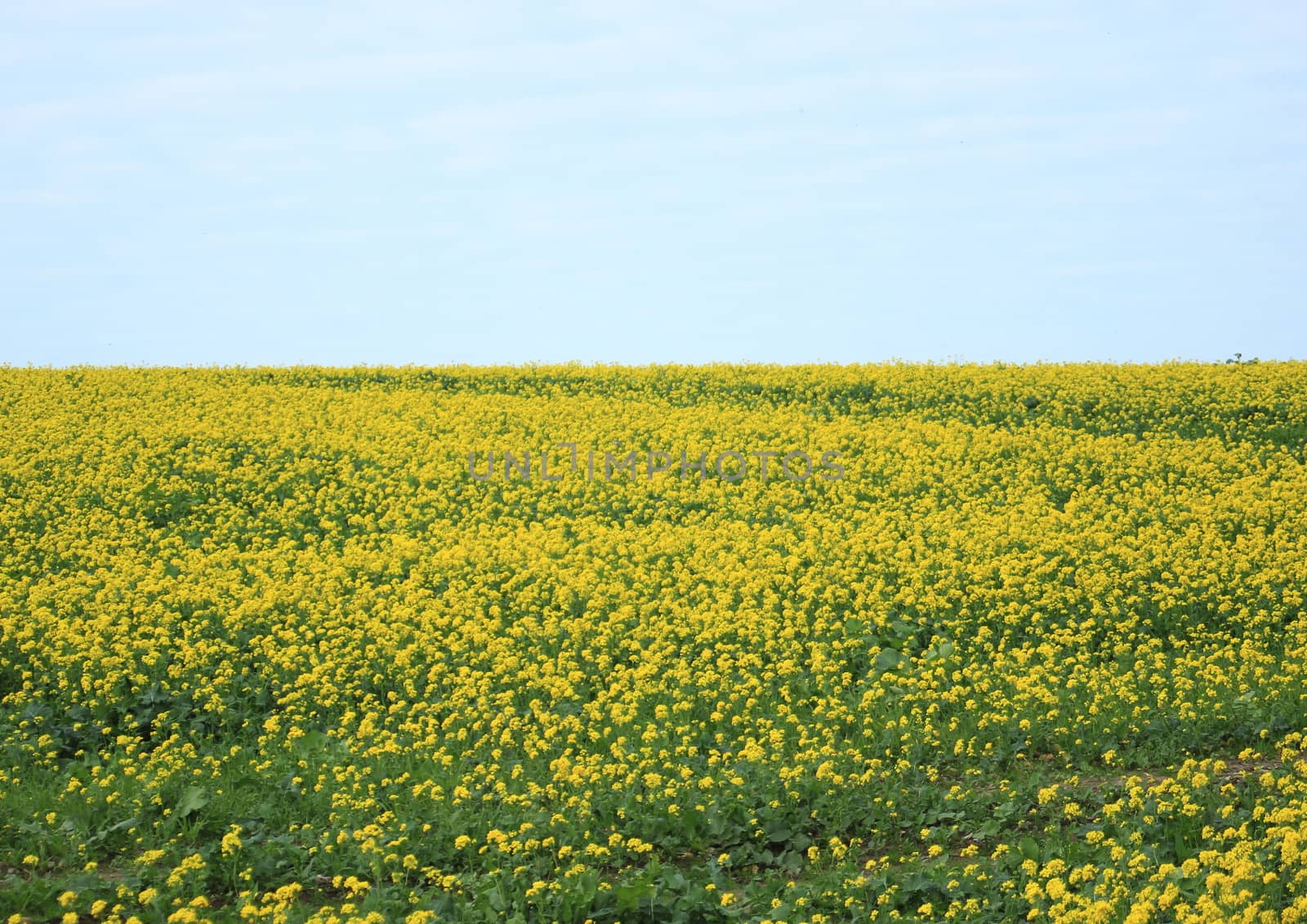 Endless yellow flower field with blue sky and clouds