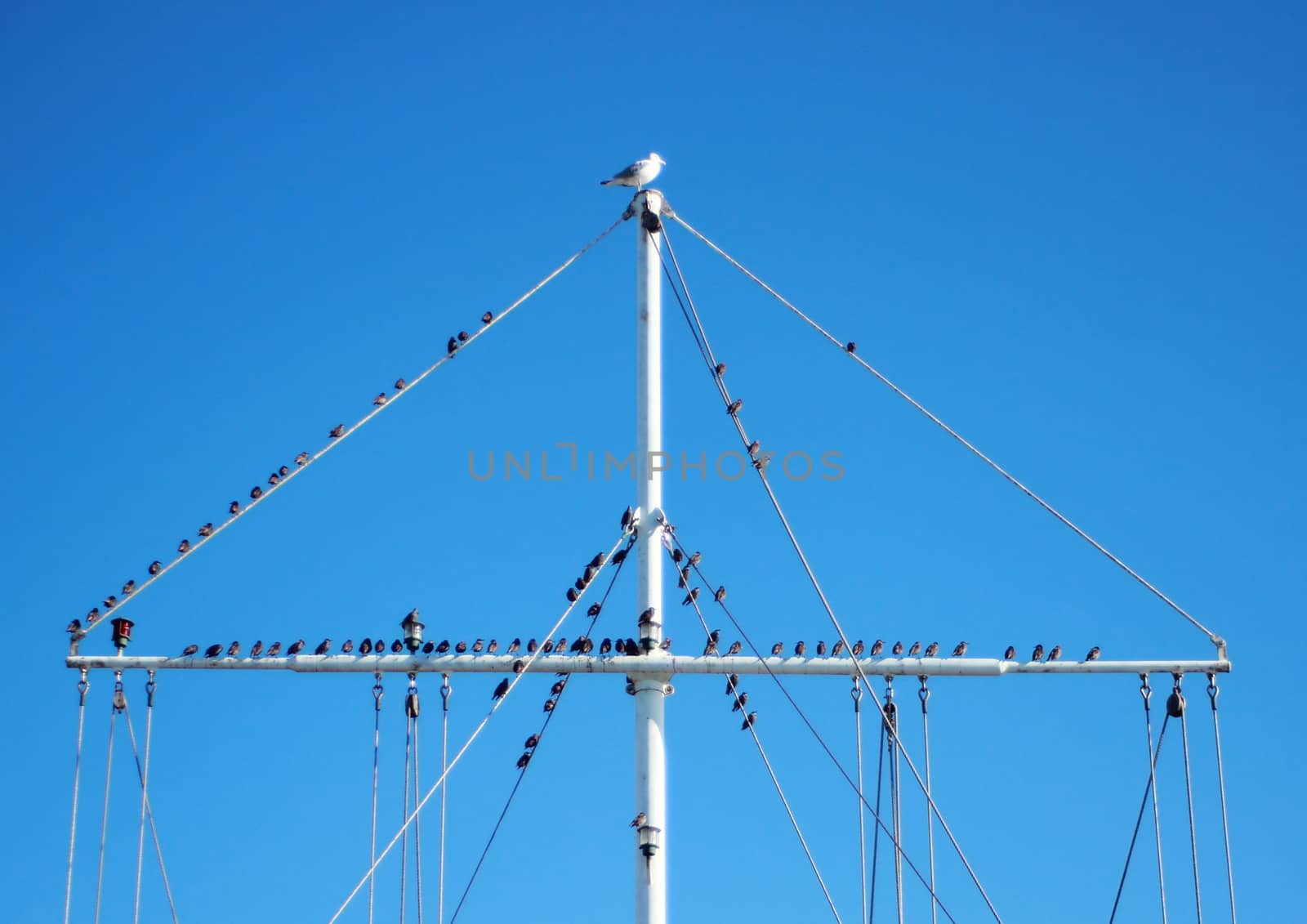 Flock of sea birds sitting on a boat mast
