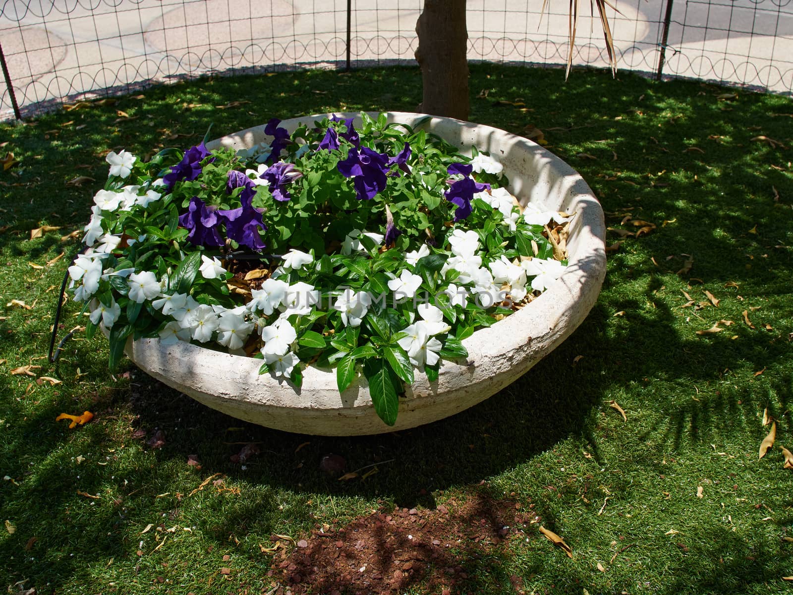 Classical beautiful street flower pot Tel-Aviv Israel