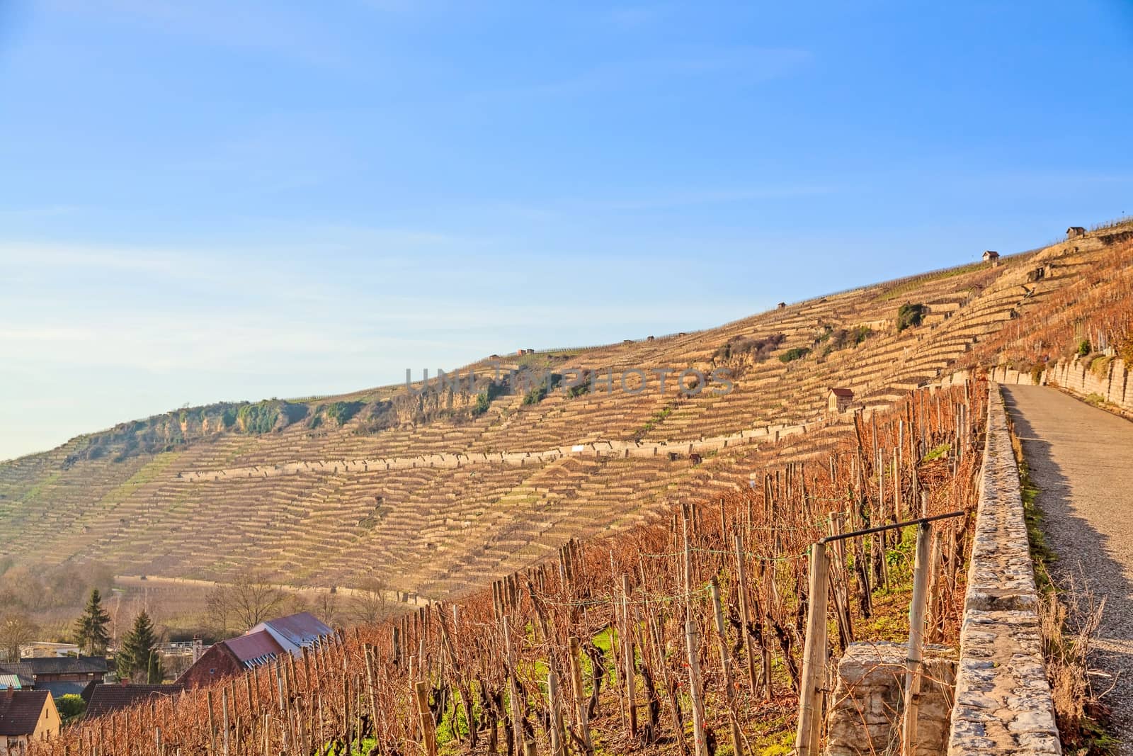 View over the vineyards (Hessigheimer Felsengaerten)