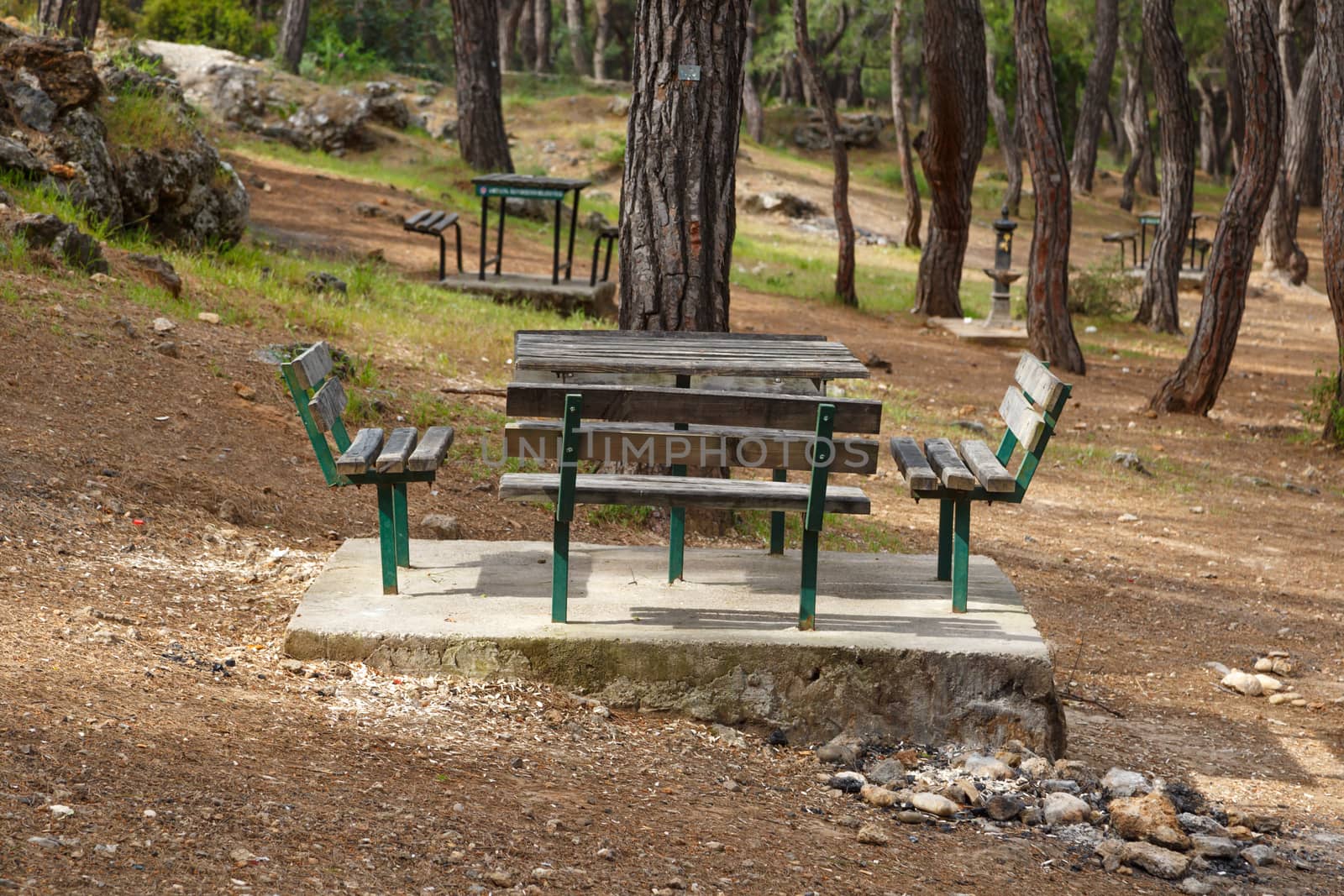 View of natural park with table and benches around big trees.