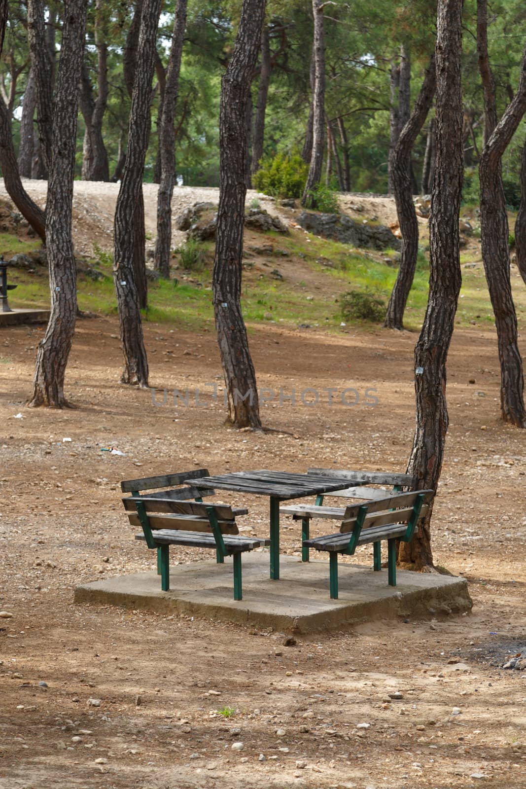 View of natural park with table and benches around big trees.
