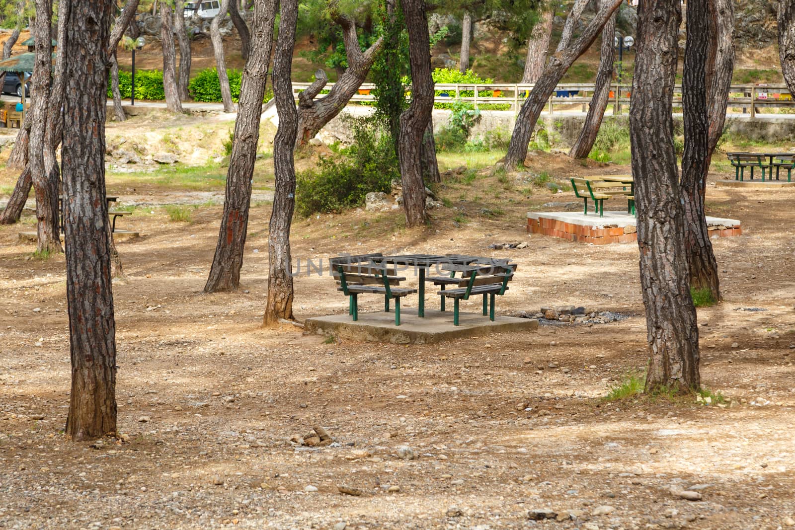 View of natural park with table and benches around big trees.